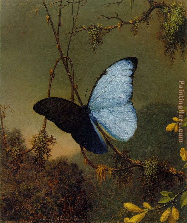 Martin Johnson Heade Blue Morpho Butterfly